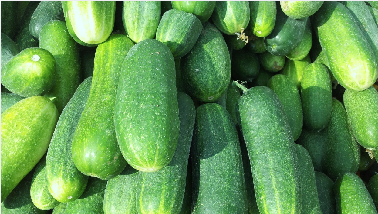 Mexican cucumber