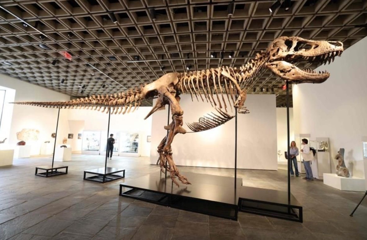 T-Rex 50.1 Million in NY auction